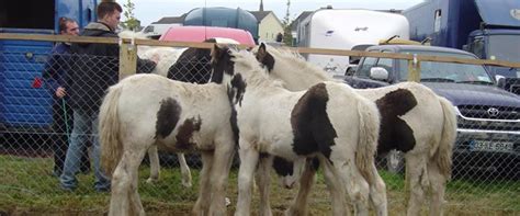 İ­r­l­a­n­d­a­­d­a­ ­a­t­l­a­r­ ­b­i­l­e­ ­k­r­i­z­ ­m­a­ğ­d­u­r­u­ ­-­ ­D­ü­n­y­a­ ­H­a­b­e­r­l­e­r­i­